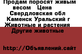 Продам поросят живым весом › Цена ­ 95 - Свердловская обл., Каменск-Уральский г. Животные и растения » Другие животные   